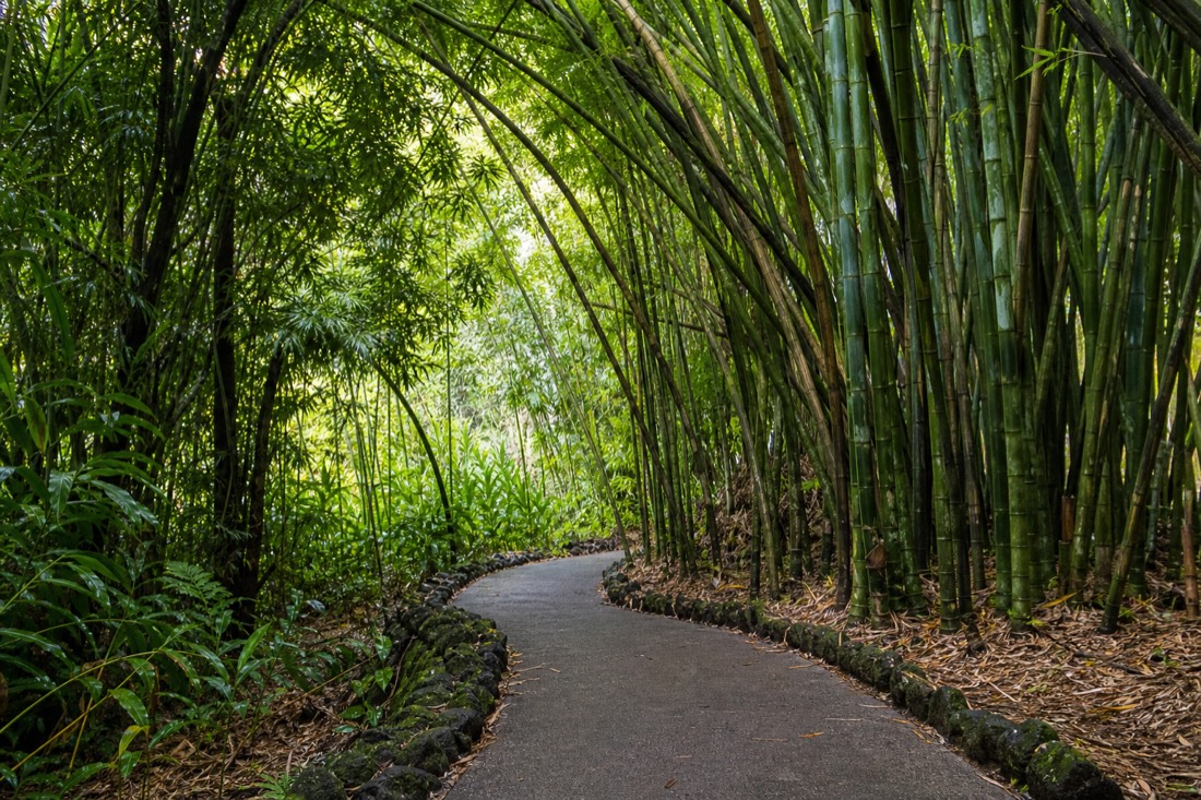 Empty paved loop trail through bamboo near Kahuna Falls in early morning at Akaka Falls State Park