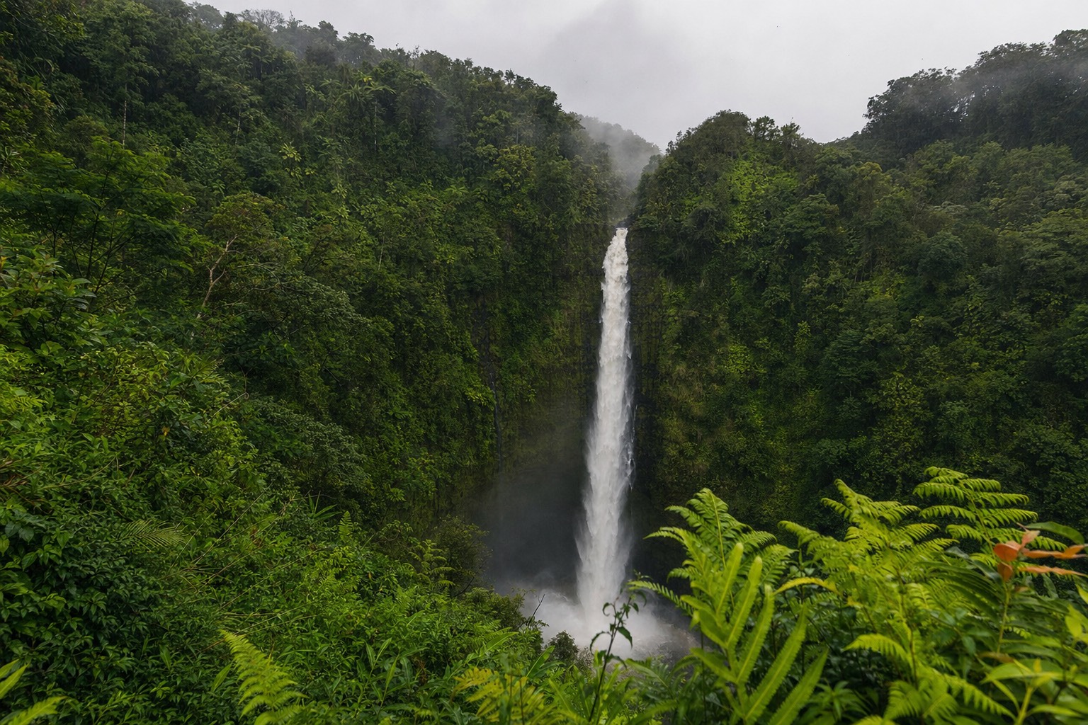 ʻAkaka Falls in heavy flow under low cloud after overnight rain on the Hamakua Coast