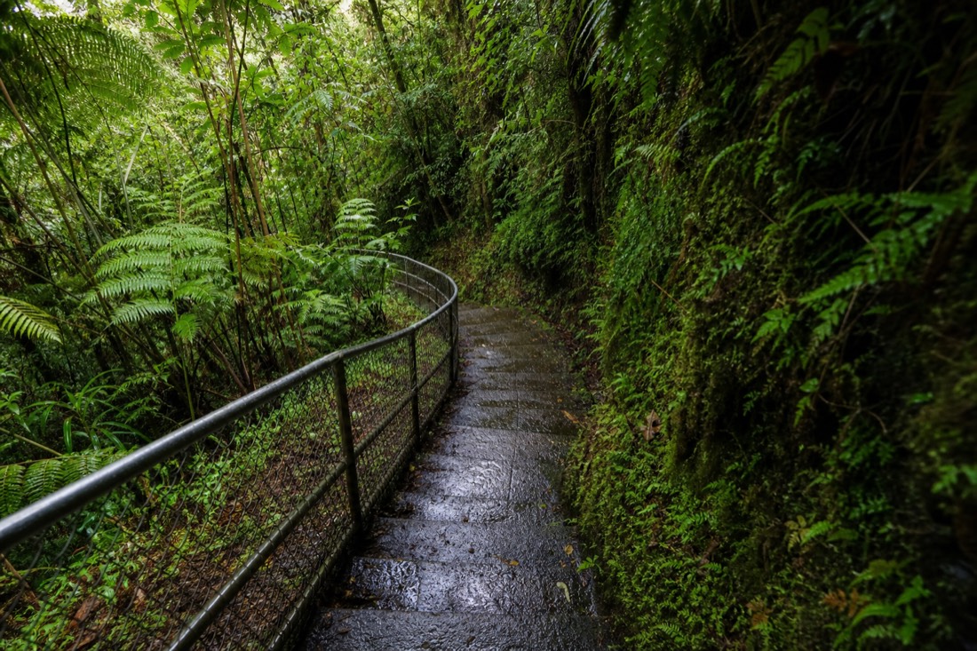 Wet paved stairs with a handrail curving through dense green forest on the Akaka Falls loop