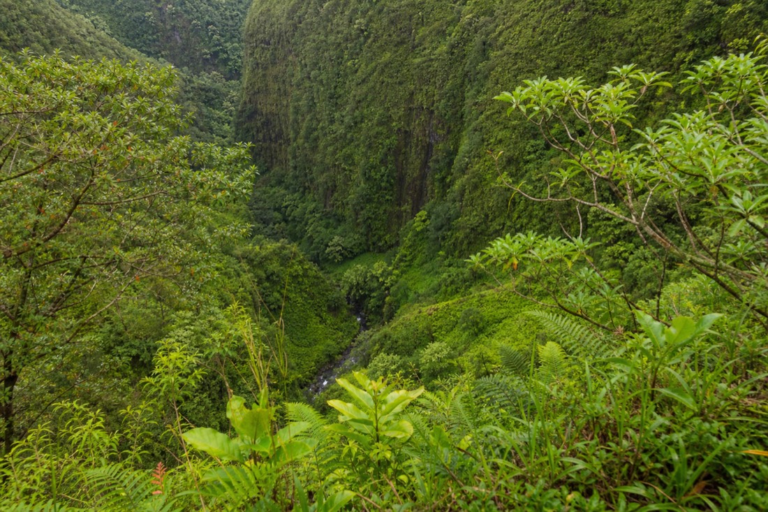 View from the fenced overlook down into the steep green gorge below Akaka Falls