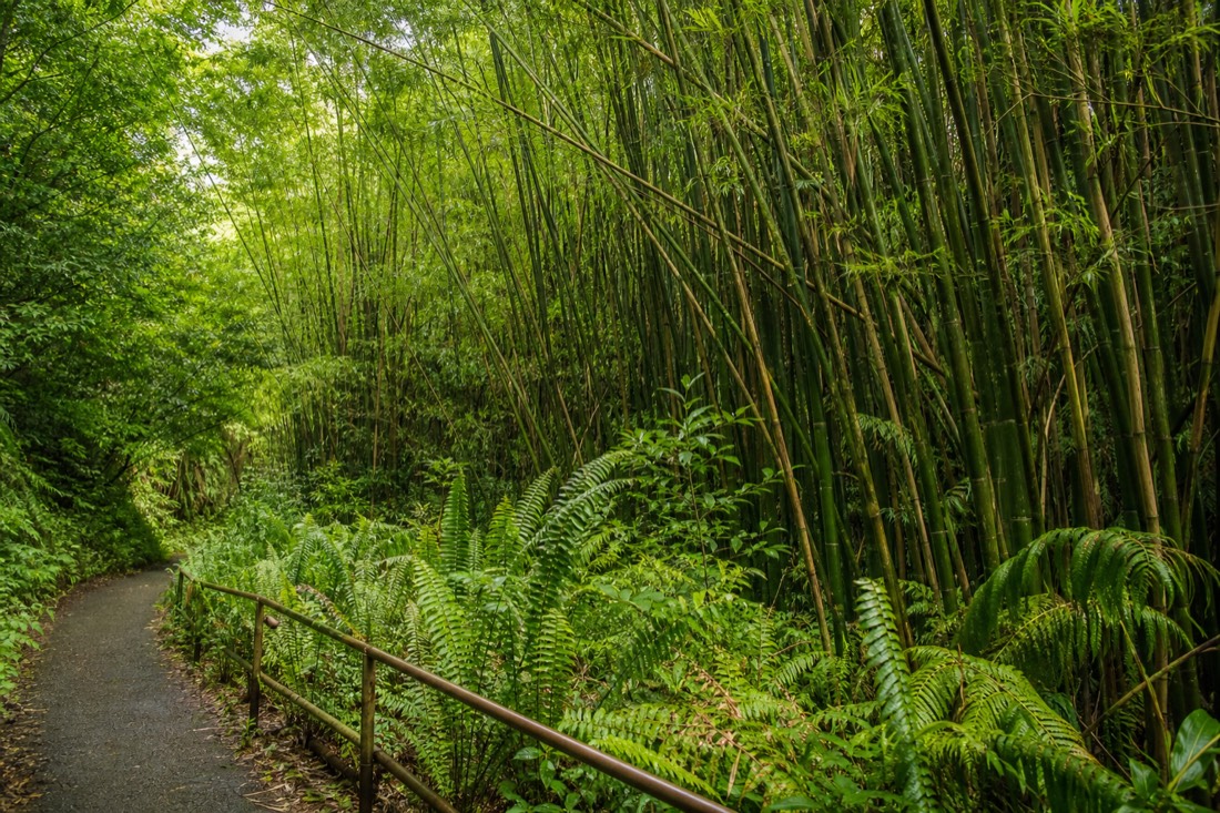 Bamboo grove along the paved Akaka Falls loop trail with ferns crowding the railing