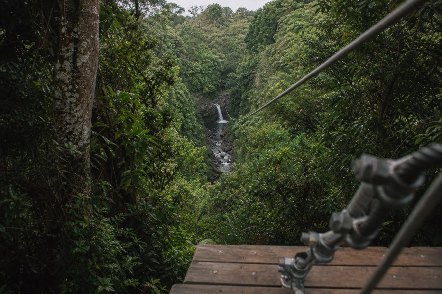 Looking down a zipline cable into the Hamakua rainforest canopy
