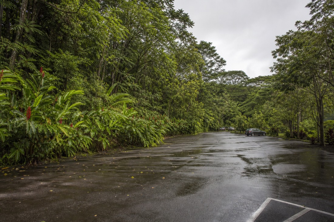 Nearly empty Akaka Falls State Park parking lot just after dawn, wet asphalt reflecting grey sky, ginger and ti leaves crowding the edge of the lot