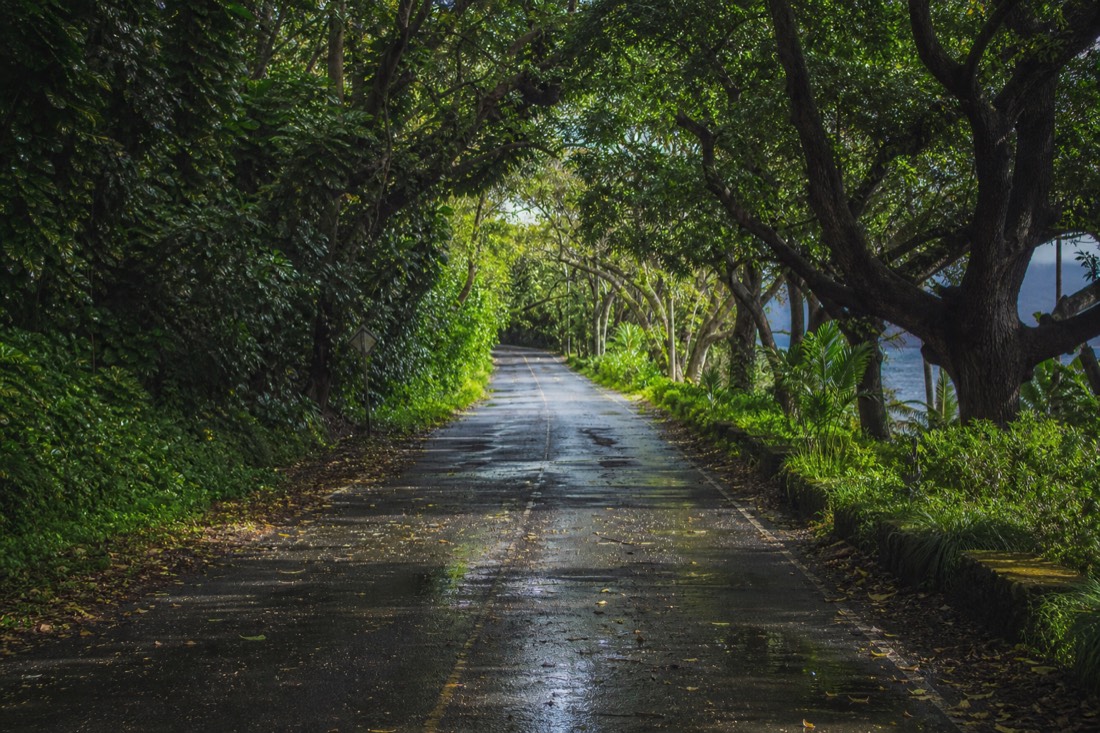 Old one-lane coastal road tunnelled over by mango and African tulip trees on the Onomea Scenic Drive, dappled green light on wet pavement