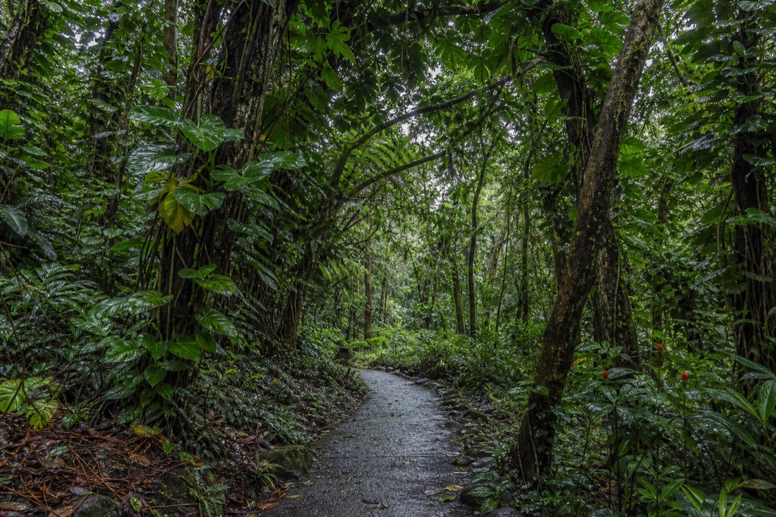 Dense vine-draped rainforest canopy arching over the paved trail at Akaka Falls State Park, wet leaves and philodendron climbing the trunks in flat overcast light