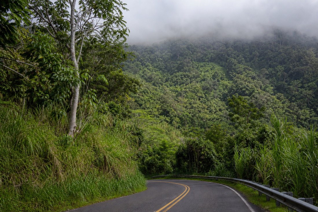 Narrow Highway 220 bending uphill through overgrown cane and eucalyptus above Honomu on the way to Akaka Falls, low cloud sitting on the ridge