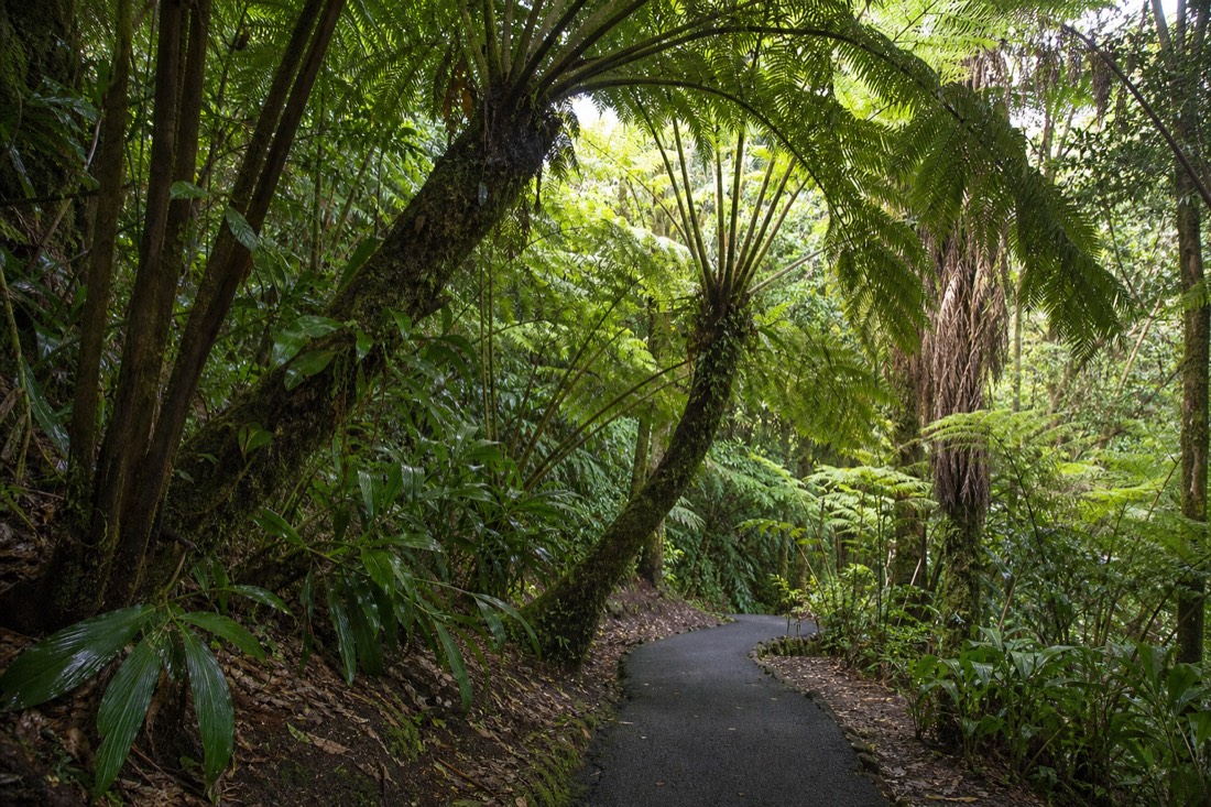 Giant hapuu tree ferns arching over the paved ʻAkaka Falls loop path in soft green filtered light