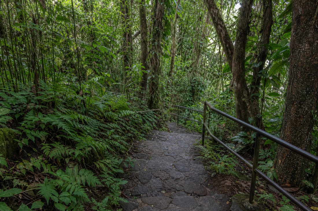 Close low view along the worn edge of a mossy concrete step and its weathered metal handrail post, water beading on the surface, dense green ferns pressing in from the side, shallow depth of field with the trail falling away behind. Big Island of Hawaii rainforest. No people, no text, no signage, no logos.