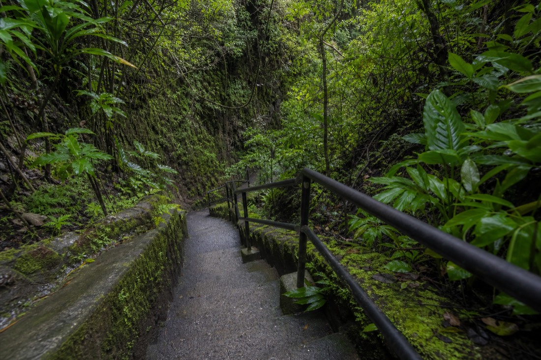 Steep paved stairway descending between mossy stone edging and a metal handrail into a shaded rainforest gulch, soft green light filtering through the canopy