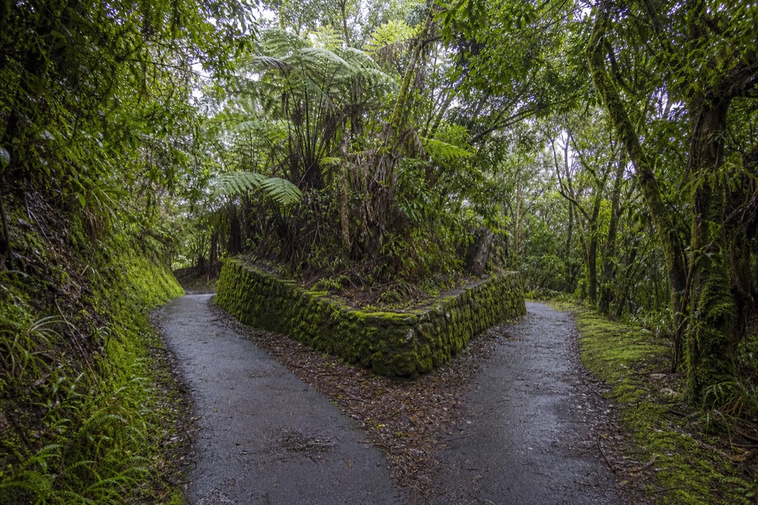 Paved trail splitting into two branches beside a low mossy stone wall under dripping rainforest canopy, soft overcast morning light on the Hamakua Coast