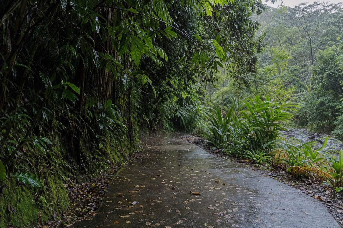 Rain-slicked paved path with a thin sheen of standing water and scattered fallen leaves under heavy dripping tropical foliage in flat grey drizzle light