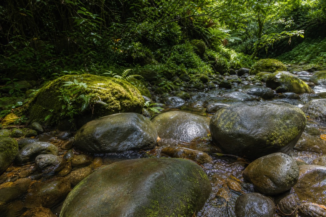 Water-smoothed boulders in the shallow bed of Kolekole Stream above the falls with moss, ferns and dappled forest light