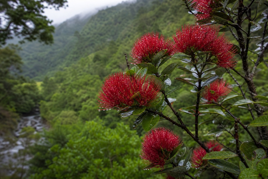 Dark red ohia lehua blossoms on a rain-wet branch with fine droplets on the stamens and blurred rainforest behind
