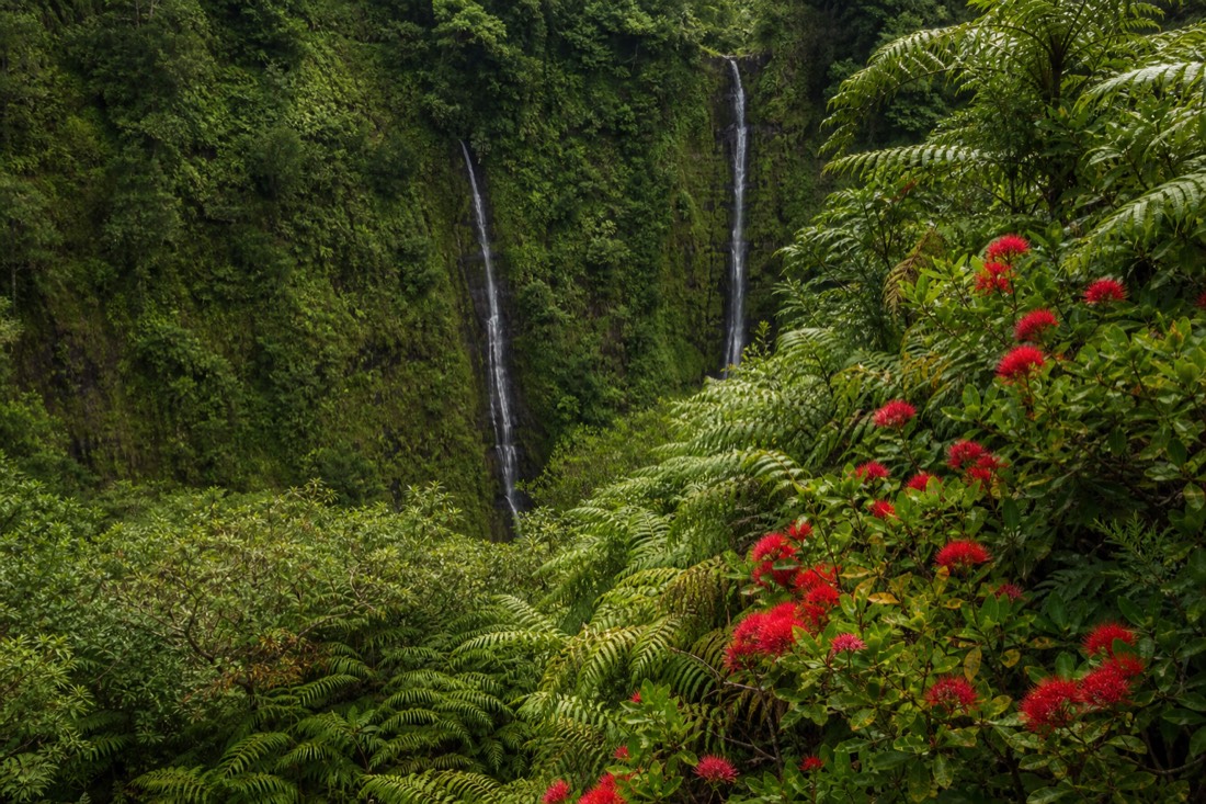 Two slender cascades falling side by side down a fern-choked side ravine near Akaka Falls with red ohia blossoms in the foreground