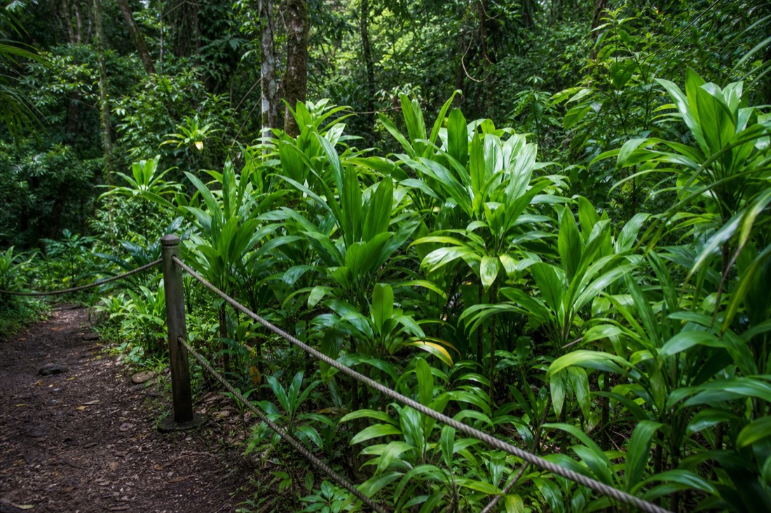 Dense green ti leaf and ginger understory crowding the edge of a quiet rainforest trail, broad glossy leaves catching soft filtered light, a weathered low rope barrier marking where the planted path ends and the wild slope begins. Big Island of Hawaii. No people, no offerings, no shrines, no text, no signage, no logos.