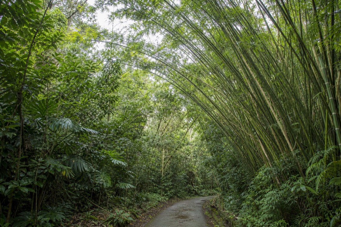 Tall bamboo leaning over the paved loop trail at Akaka Falls State Park in flat overcast light