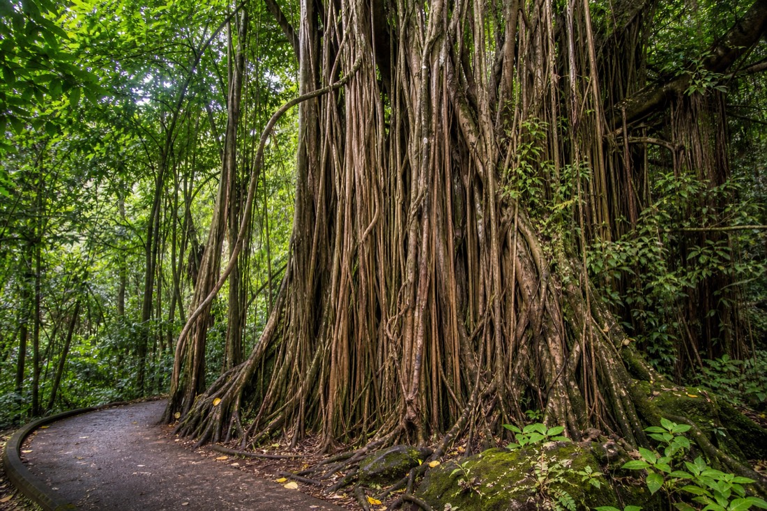 Massive banyan aerial roots beside the paved loop path at Akaka Falls State Park with green filtered light