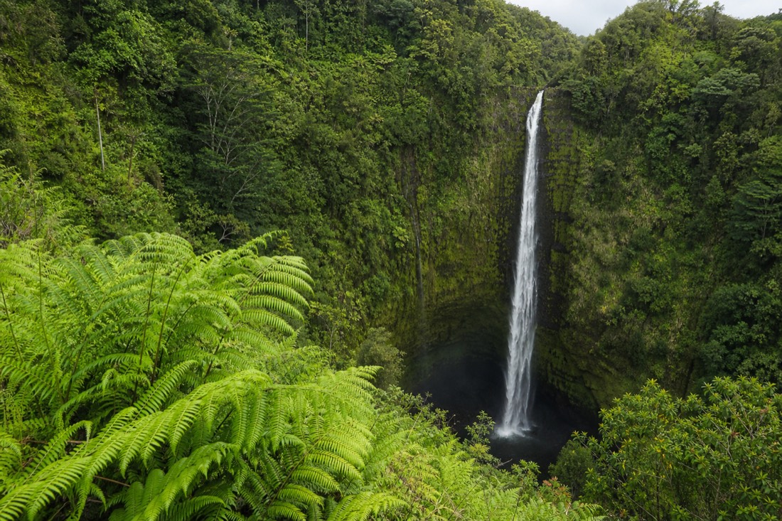View from the fenced main lookout at Akaka Falls State Park with hapuu fern fronds filling the lower left of the frame and the waterfall across the gorge