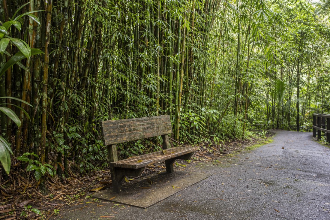 A weathered wooden bench on a level stretch of paved trail beneath a tall bamboo grove at Akaka Falls, dappled light falling through the canes onto damp ground