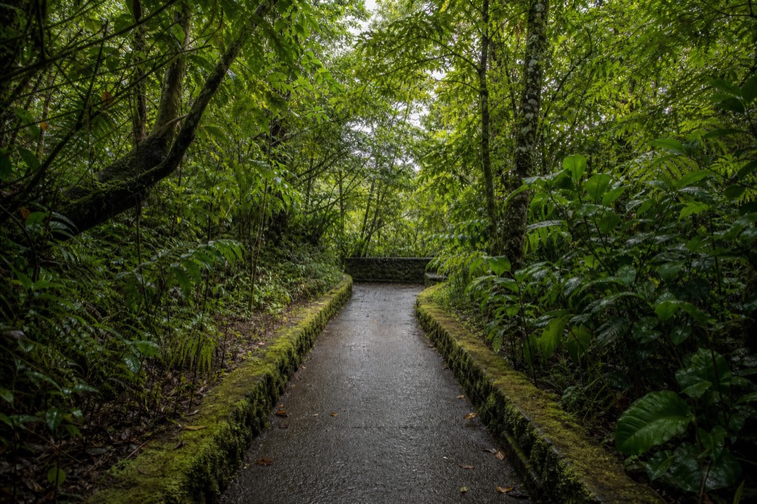 A gently graded paved footpath on the south arm of the Akaka Falls loop running level between mossy stone kerbs toward the main overlook, wet from overnight rain, flat grey morning light under a low rainforest canopy