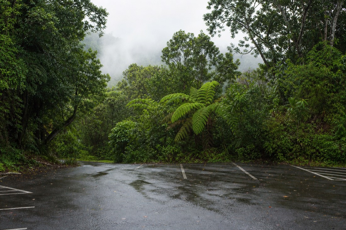Small empty asphalt parking area at the top of Akaka Falls Road at dawn, wet from overnight rain, hemmed in by dense jungle and tall trees, low cloud above