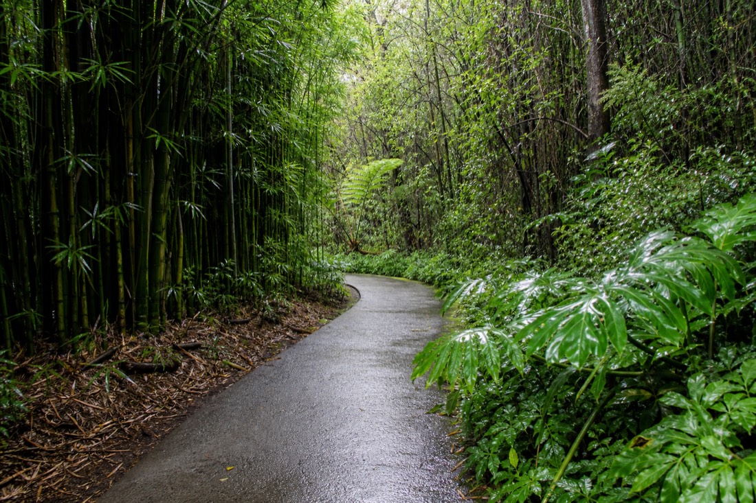 Quiet paved loop path at Akaka Falls State Park winding between tall green bamboo and giant philodendron leaves, wet pavement, soft overcast light with no people