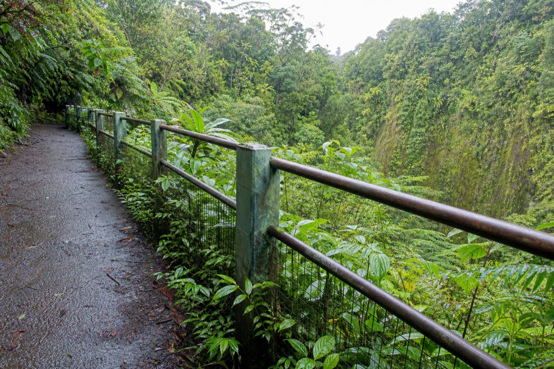Weathered metal railing and fence line running along the gorge edge of a paved rainforest trail on the Hamakua Coast, wet ferns and philodendron pressing against the posts, flat overcast morning light