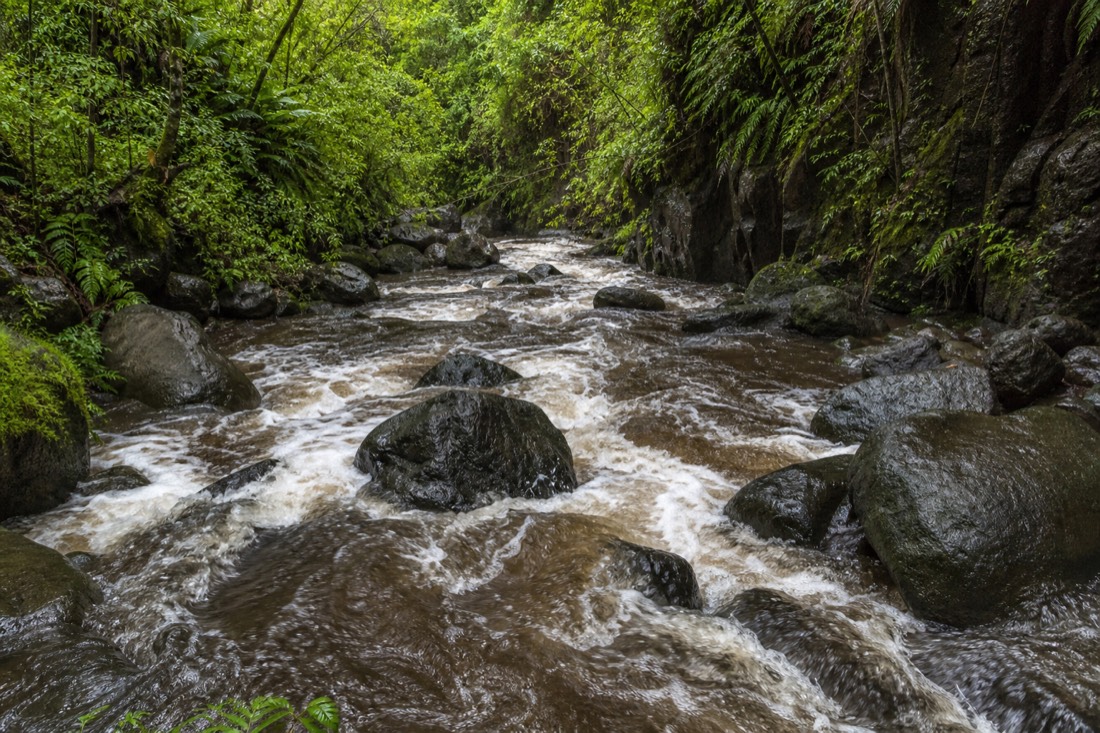 Kolekole Stream running fast and tea-brown through a boulder bed on the Hamakua Coast after rain, foam lines in the current, dripping ferns and dark wet rock along both banks