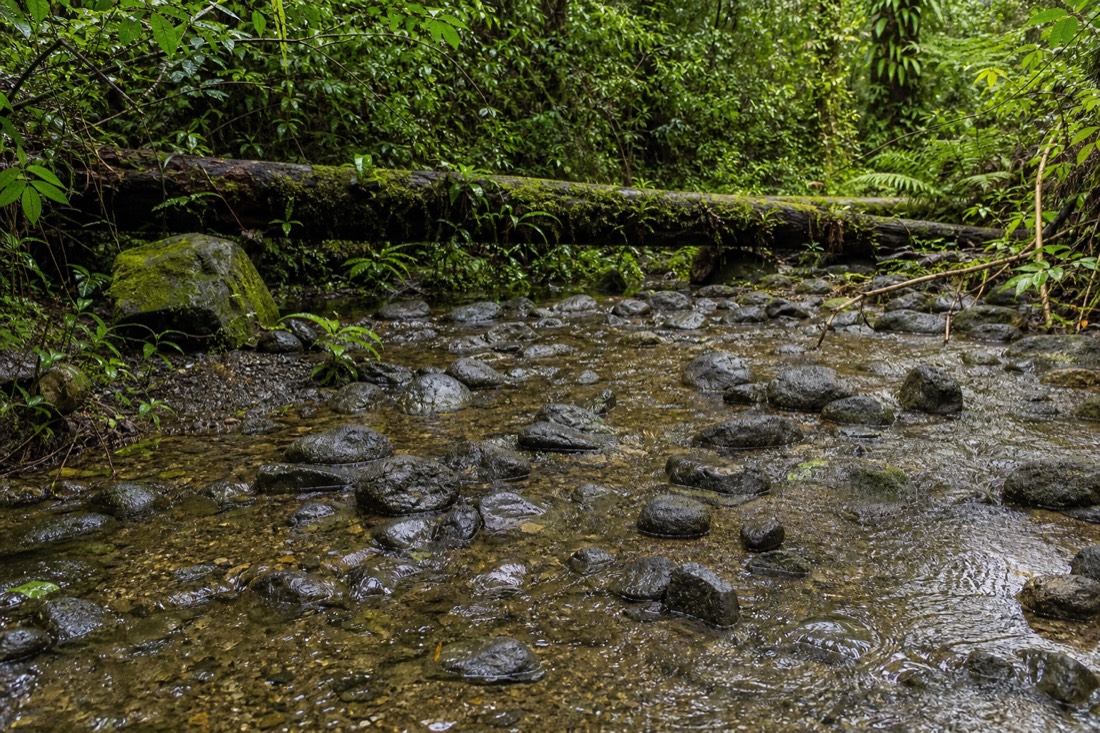 Shallow rocky stream crossing on a Big Island rainforest trail, wet basalt stepping stones under clear moving water, dense green understory and a fallen mossy log spanning the bank, humid overcast light