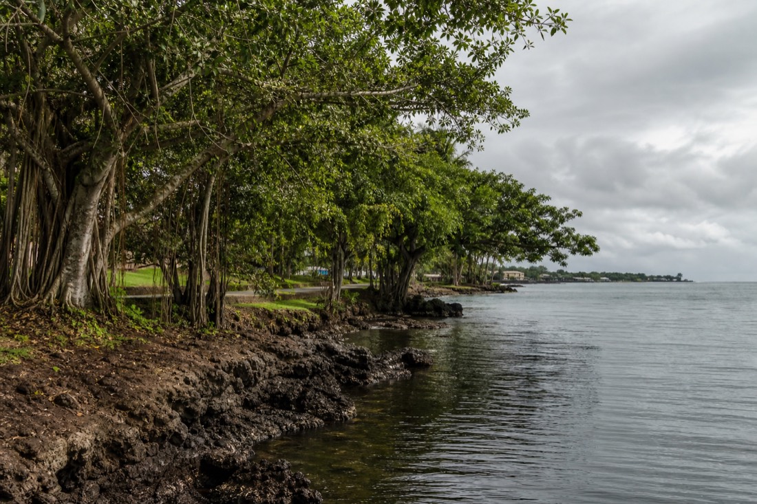 Hilo bayfront with banyan trees along the waterfront road and grey ocean under an overcast sky
