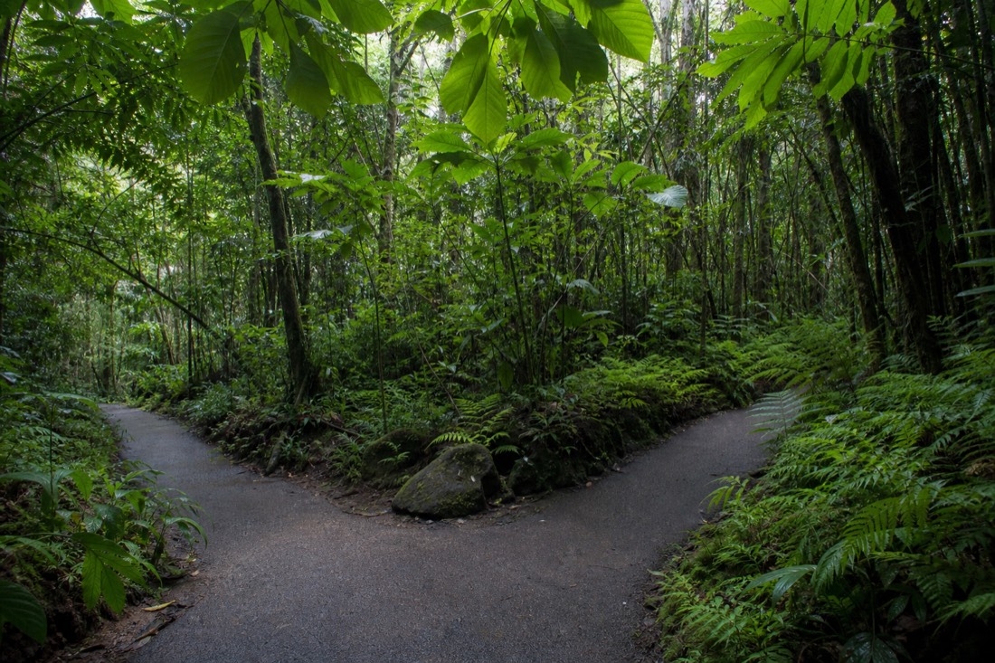 Paved left-hand path branching at a junction on the Akaka Falls loop trail under a canopy of broad tropical leaves