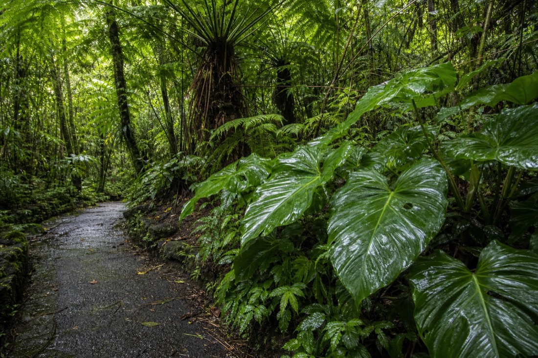 Hapuu tree ferns and broad philodendron leaves crowding a damp paved section of the Akaka Falls loop trail, green filtered light after morning rain