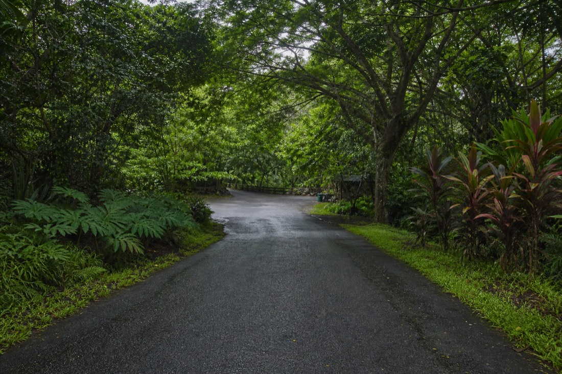 Narrow rural road ending at the shaded entrance clearing of Akaka Falls State Park, wet asphalt and dense monkeypod and ti-leaf canopy on an overcast Hamakua morning