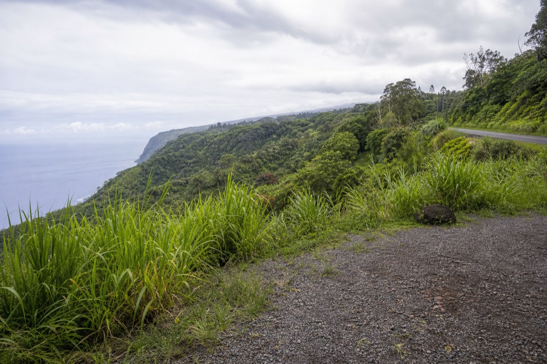 Empty gravel pullout on the road above the Hamakua coast, tall cane grass in the foreground and ocean haze under high cloud in the distance
