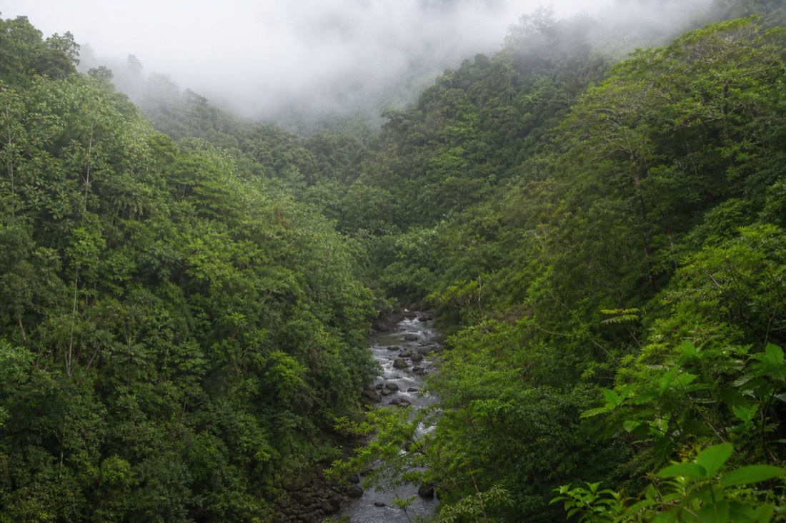 Steep forested gulch near Honomu with a stream cutting between albizia and ohia canopy, mist hanging low over the treetops after rain