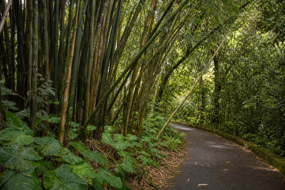 Tall green bamboo stalks leaning over the paved trail between the two viewpoints at Akaka Falls State Park, wild ginger at the path edge, soft filtered light