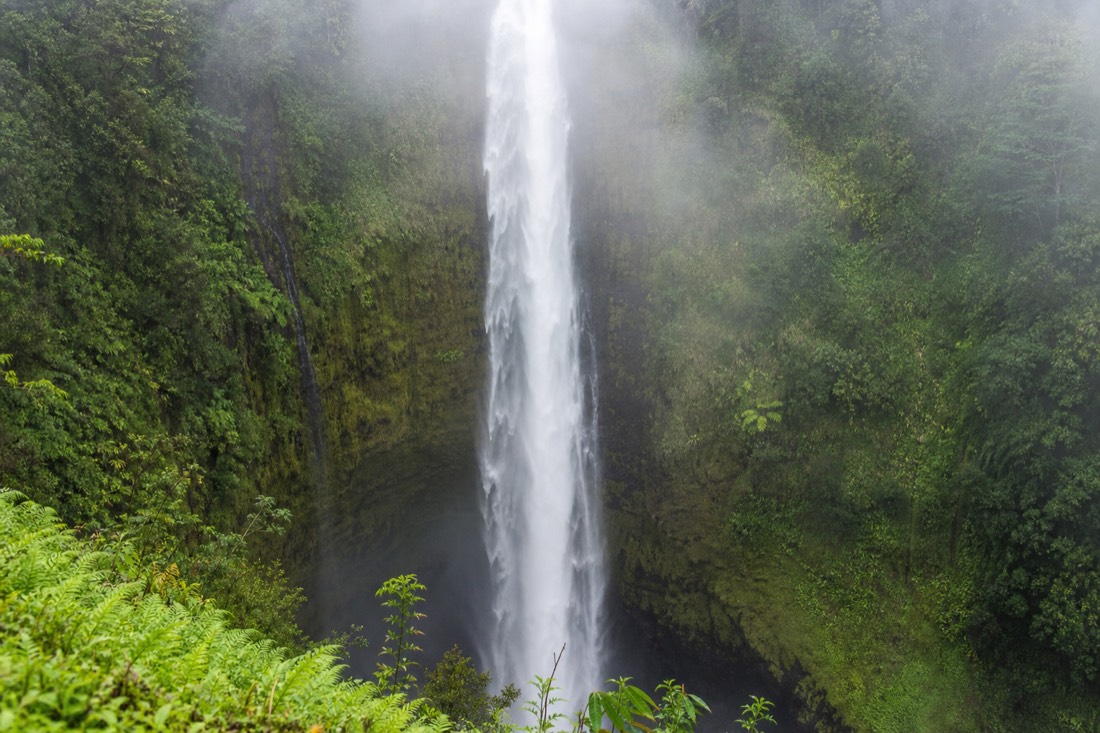 Mist tearing open across the face of Akaka Falls, the upper half of the water column emerging from cloud above the dark gorge, wet fern-covered walls on both sides