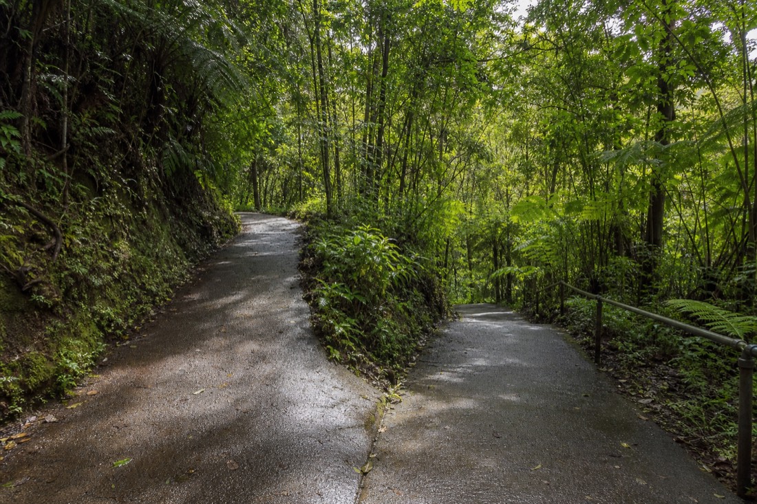 Paved trail junction at Akaka Falls State Park where the path splits, one branch climbing gently and one descending into deep fern forest, dappled morning light on wet pavement