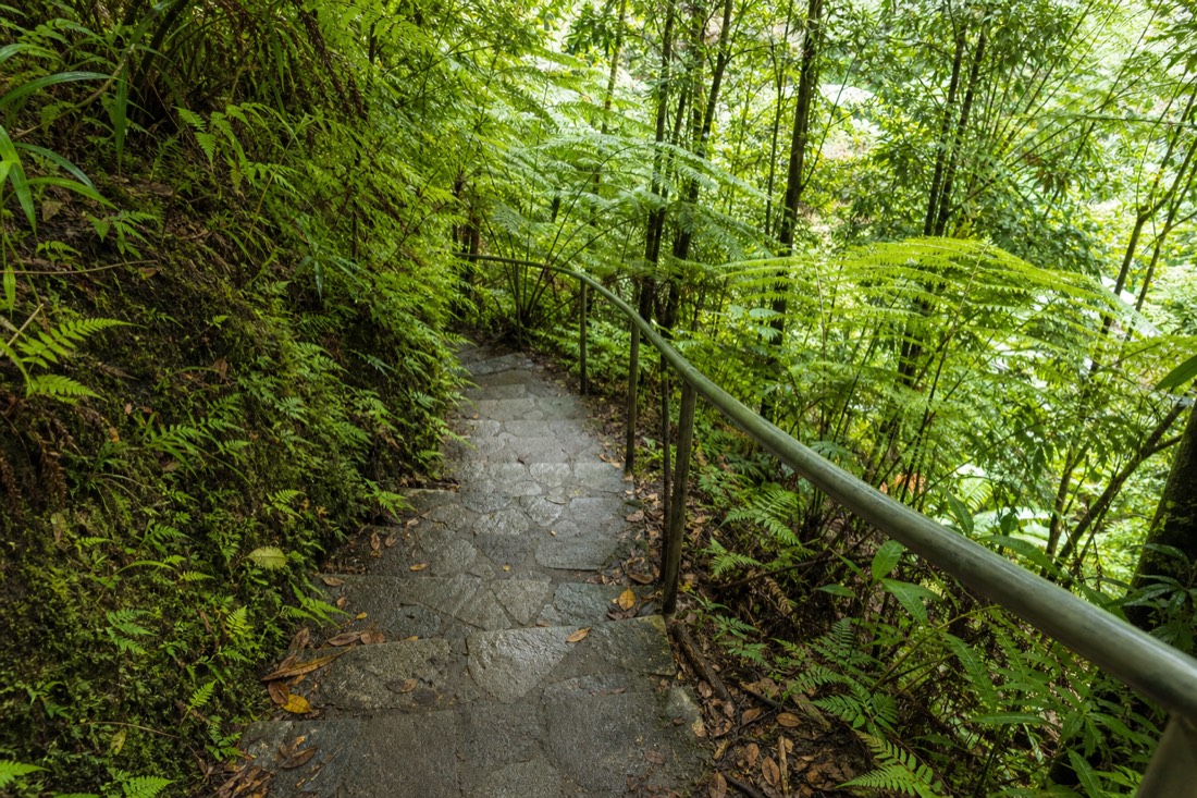 Looking steeply UP a long flight of narrow concrete steps on a rainforest trail, handrail running up the left side, dappled midday sun breaking through a high canopy of monstera and ti leaves onto the wet treads, the top of the flight out of sight. Big Island of Hawaii. No people, no text, no signage, no logos.