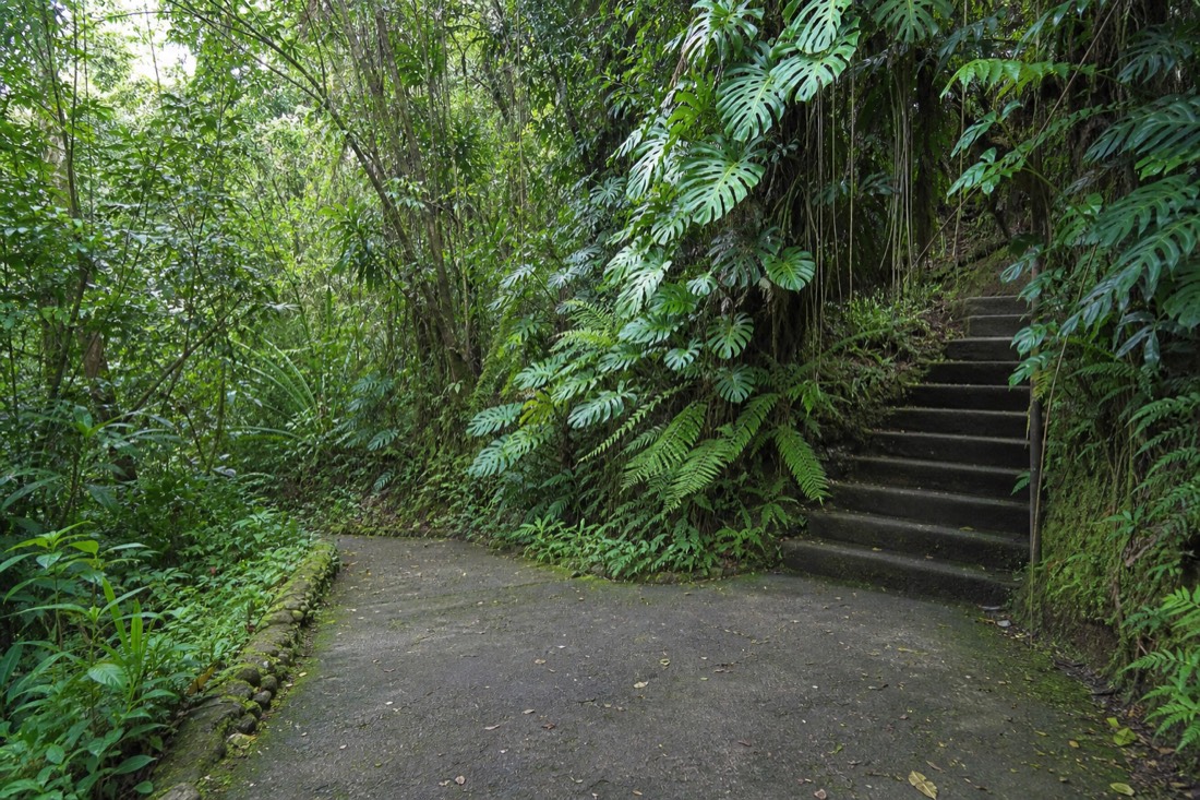 Trail junction on the paved Akaka Falls loop where the path splits, mossy concrete steps climbing away to the right beneath dense monstera vines and giant ferns in flat rainforest light