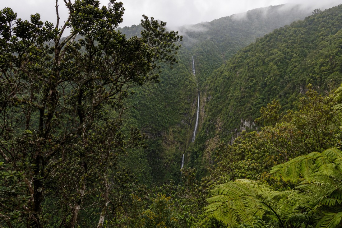 Kahuna Falls cascading down a distant green valley wall partly screened by ohia trees and giant ferns, seen from the upper section of the Akaka Falls loop trail on an overcast morning