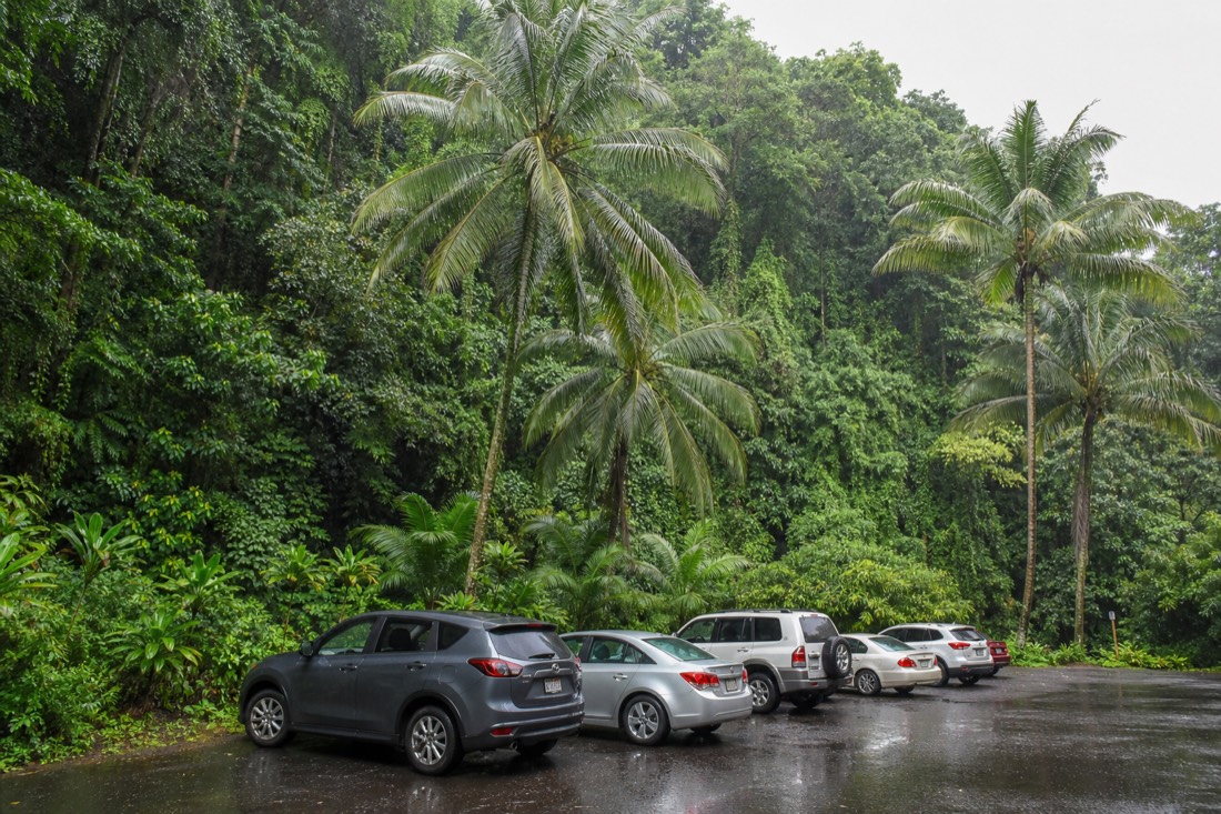 Small paved parking area at the end of Akaka Falls Road on the Hamakua Coast, wet asphalt after morning rain, rental cars under tall palms with a dense green rainforest wall rising behind