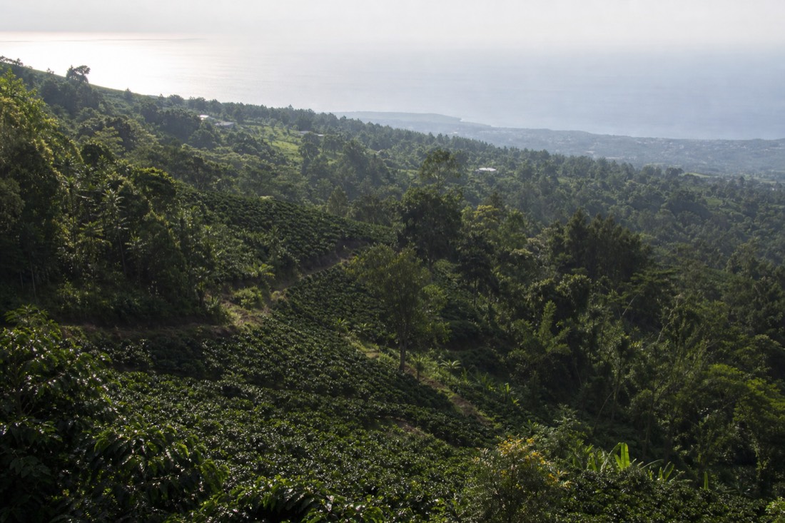 Terraced Kona coffee slopes above the leeward coast in morning haze on the climb out of Kailua Kona