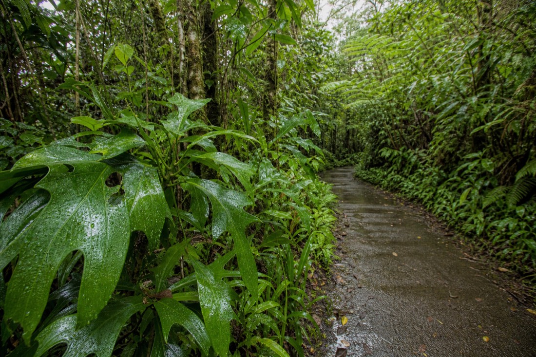 Wet paved loop trail at Akaka Falls State Park in steady rain with water beading on broad green leaves