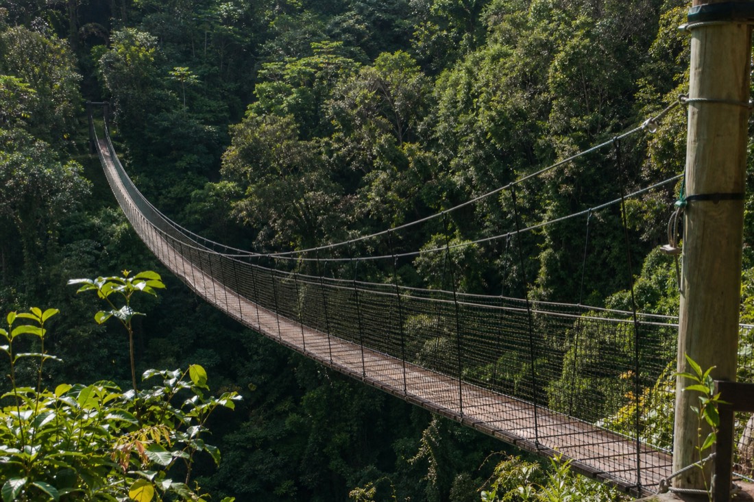 Hanging suspension bridge over a green Hamakua gulch on the zipline course near Akaka Falls