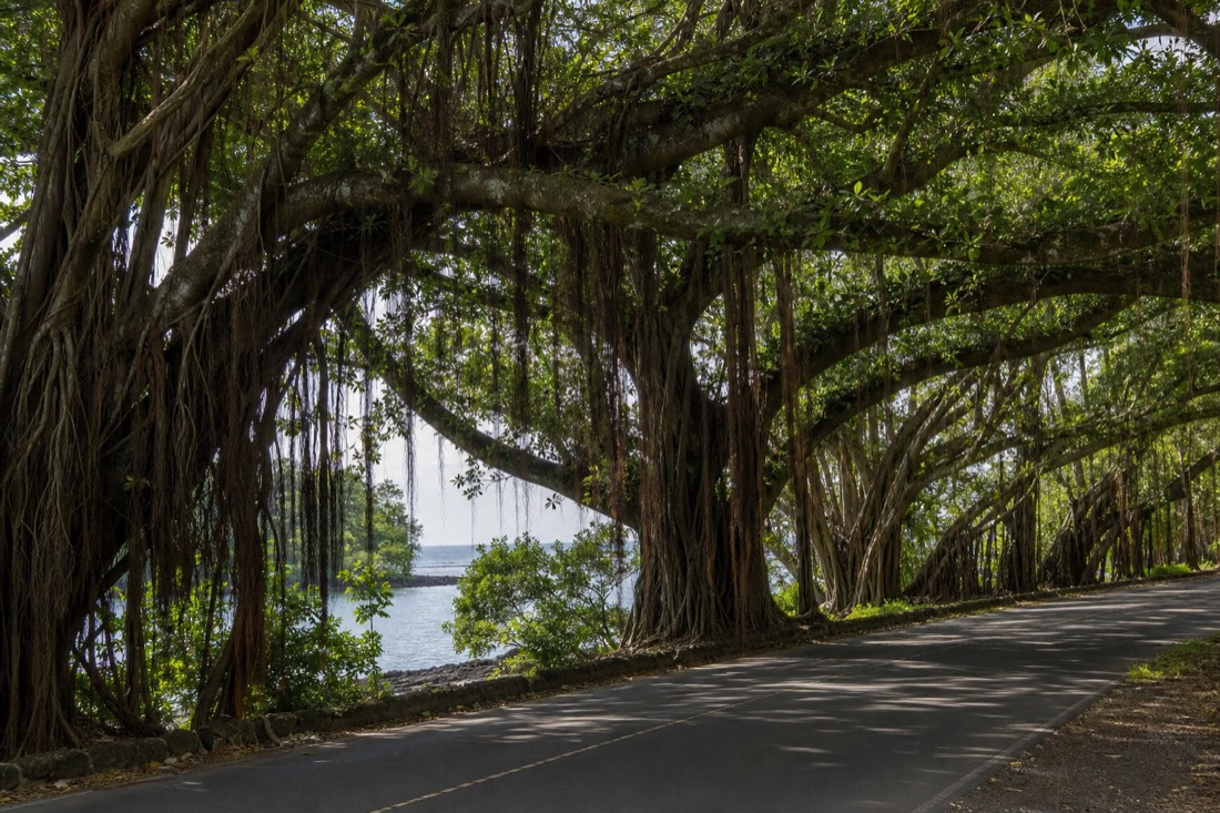 Old banyan trees arching over Banyan Drive in Hilo with aerial roots hanging low and the bay glinting between the trunks