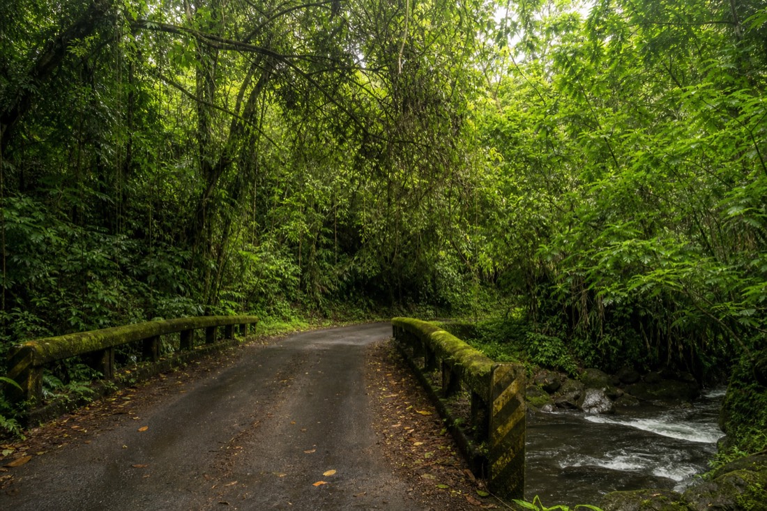 Narrow jungle road on the Onomea scenic route with vines closing overhead and a stream crossing under a mossy single-lane bridge