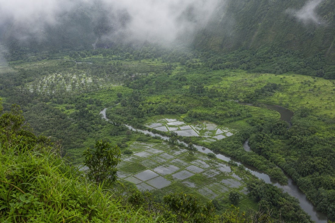 Flooded taro patches and a winding stream on the Waipio valley floor seen from high on the rim through drifting cloud