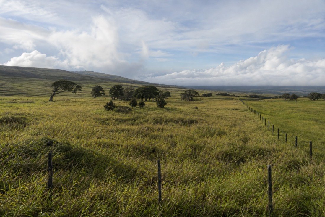 Rolling open ranch pasture on a high volcanic saddle, tall wind-bent grass and scattered ironwood trees, cattle fence lines running to a distant cloud bank, cool upland light very different from the wet coast below. Waimea upcountry, Big Island of Hawaii. No people, no text, no signage, no logos.