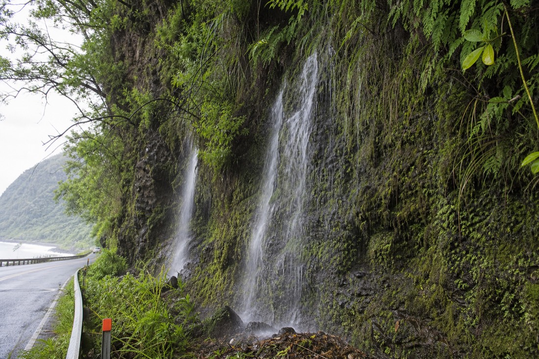 Temporary waterfall streaking down a mossy gulch wall beside the coast highway after heavy rain with ferns and dripping ohia above